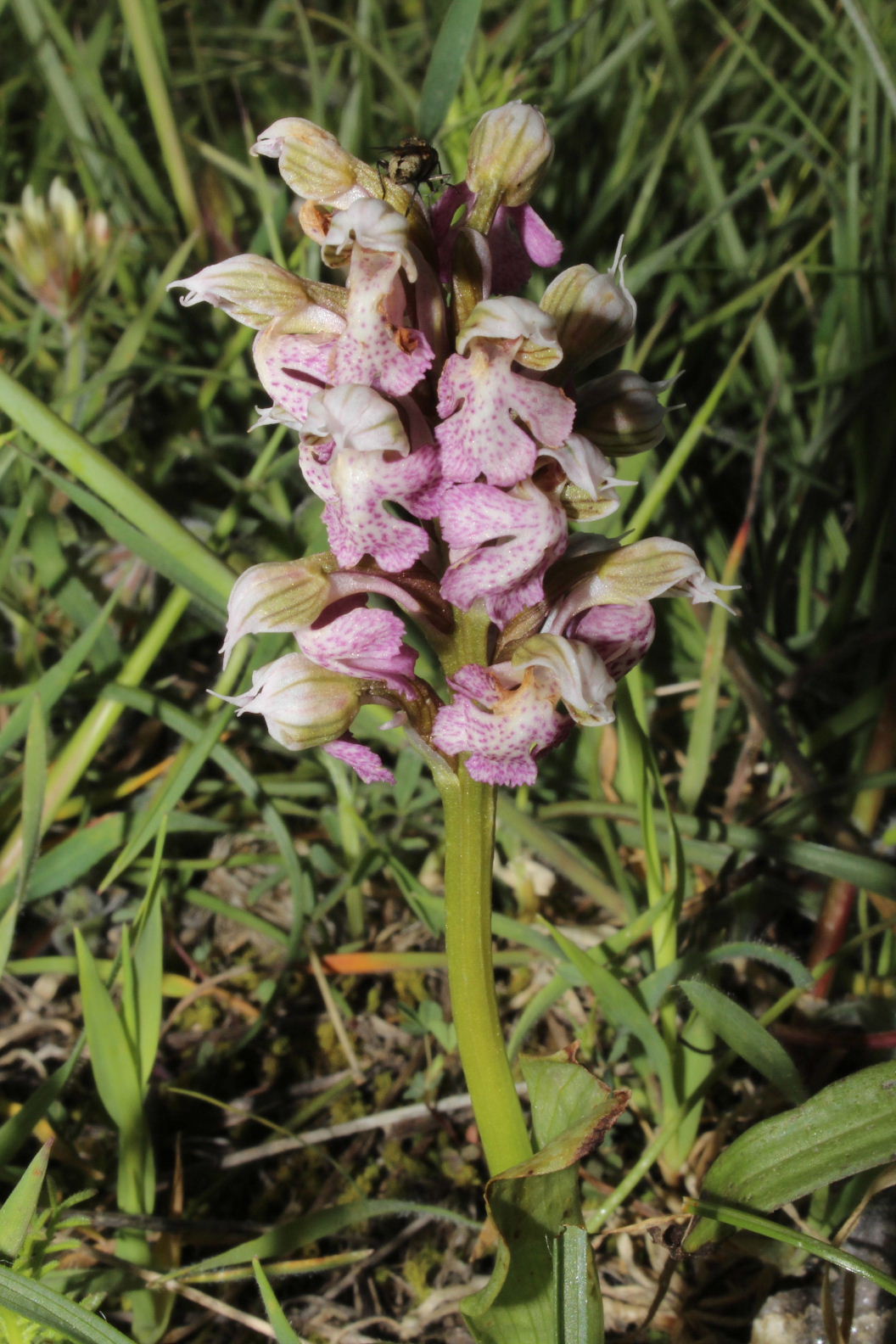 Orchidee dal promontorio del Gargano